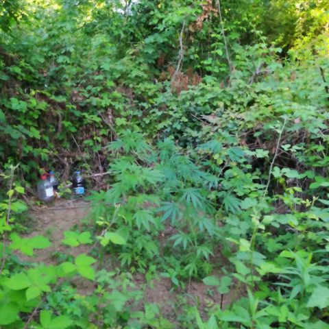 Marijuana #1 growlog timeline photo