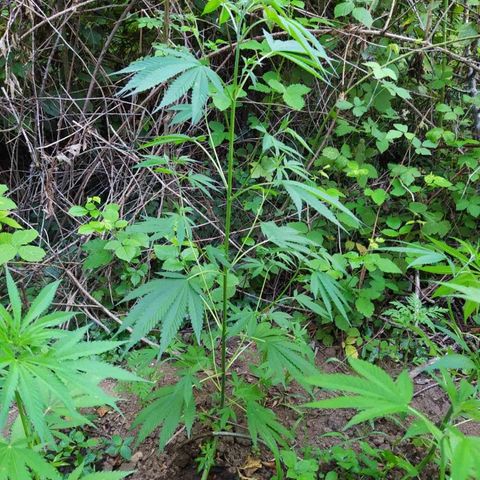 Marijuana #1 growlog timeline photo