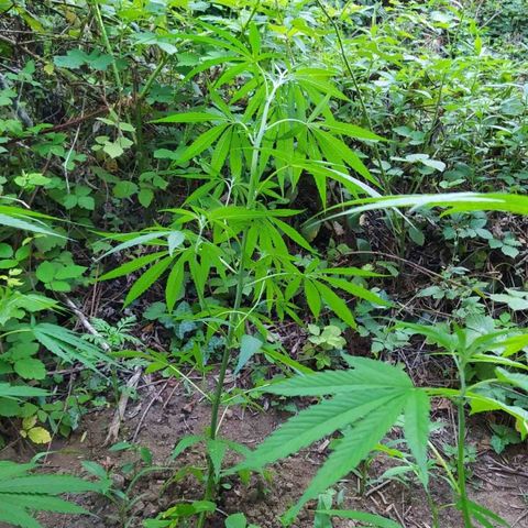 Marijuana #1 growlog timeline photo