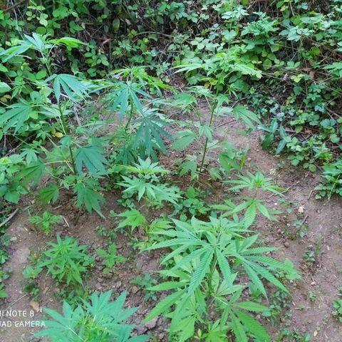 Marijuana #1 growlog timeline photo