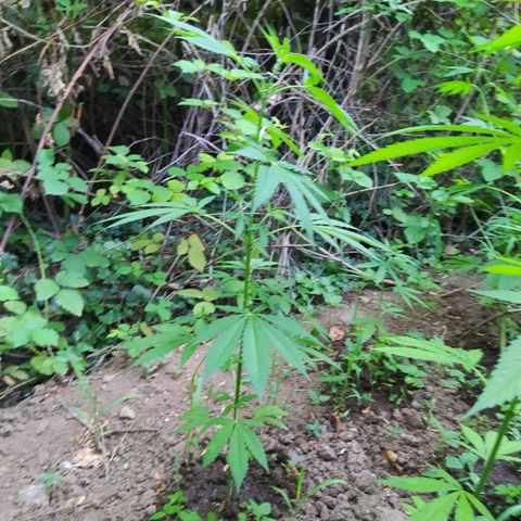 Marijuana #1 growlog timeline photo