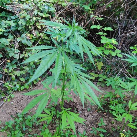Marijuana #1 growlog timeline photo