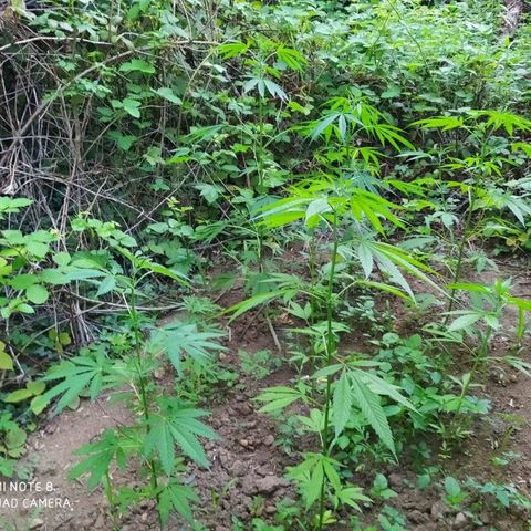 Marijuana #1 growlog timeline photo