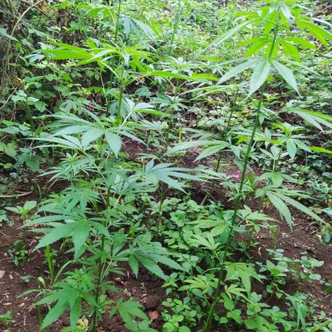 Marijuana #1 growlog timeline photo