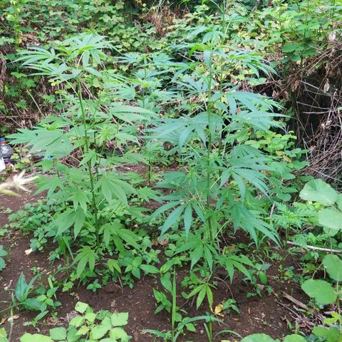 Marijuana #1 growlog timeline photo