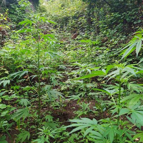 Marijuana #1 growlog timeline photo