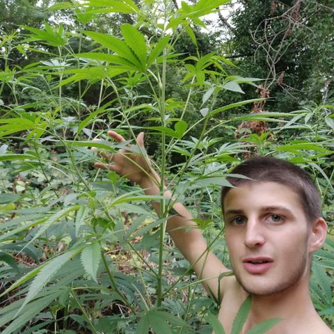 Marijuana #1 growlog timeline photo