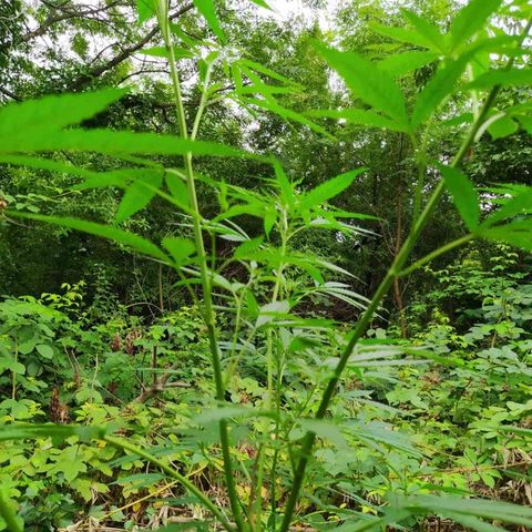 Marijuana #1 growlog timeline photo
