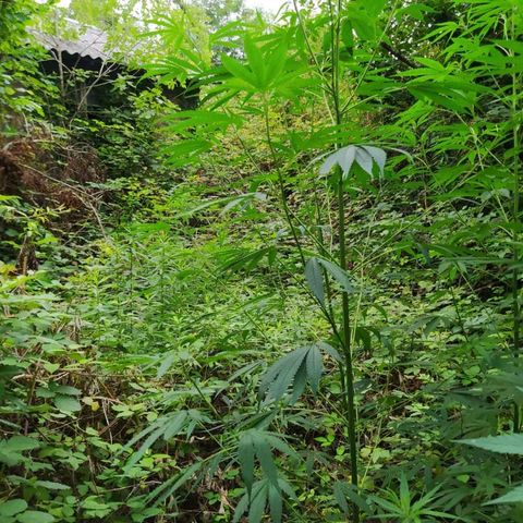 Marijuana #1 growlog timeline photo