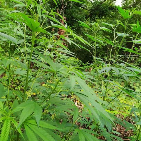 Marijuana #1 growlog timeline photo