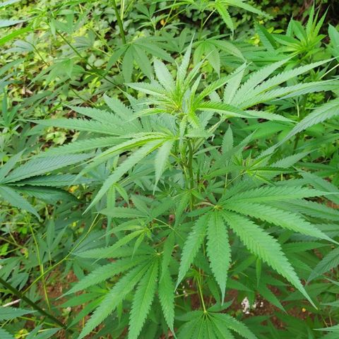 Marijuana #1 growlog timeline photo