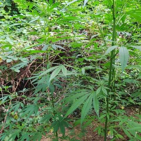 Marijuana #1 growlog timeline photo