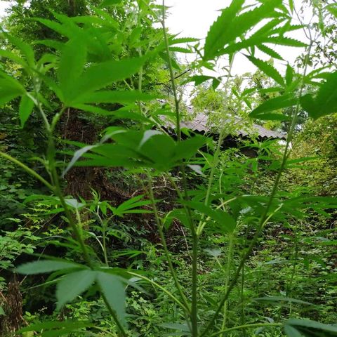 Marijuana #1 growlog timeline photo