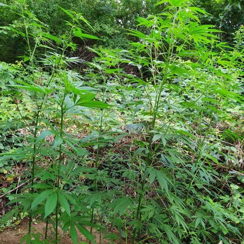 Marijuana #1 growlog timeline photo