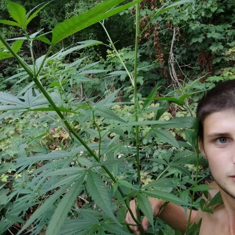 Marijuana #1 growlog timeline photo