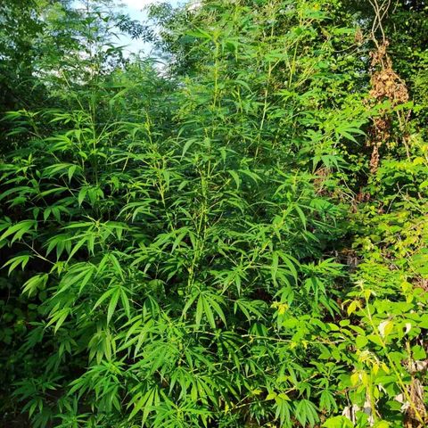 Marijuana #1 growlog timeline photo