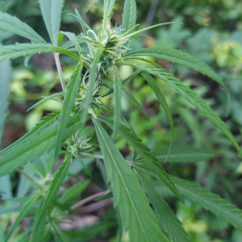 Marijuana #1 growlog timeline photo
