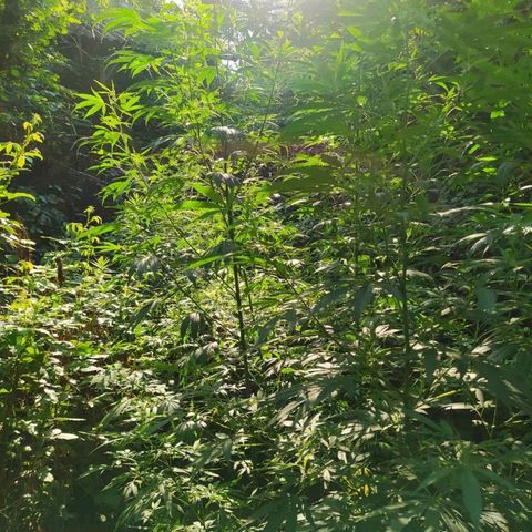 Marijuana #1 growlog timeline photo