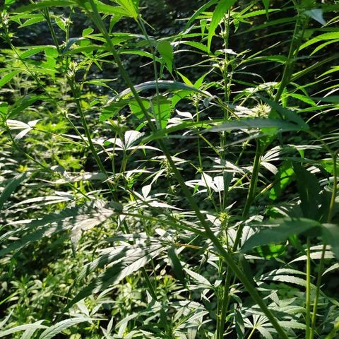 Marijuana #1 growlog timeline photo
