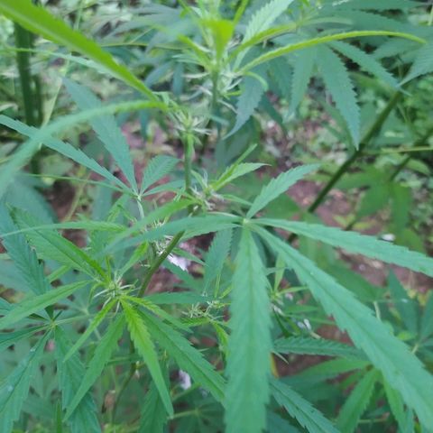 Marijuana #1 growlog timeline photo