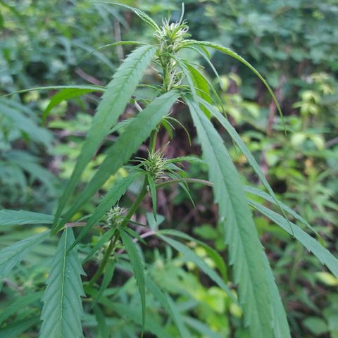 Marijuana #1 growlog timeline photo