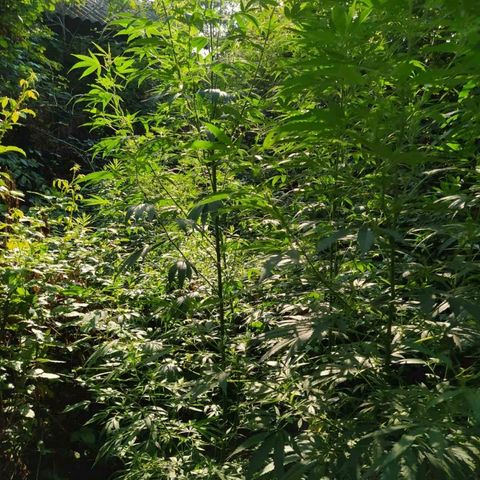 Marijuana #1 growlog timeline photo