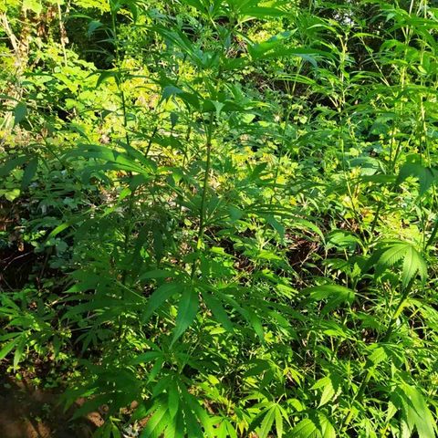 Marijuana #1 growlog timeline photo