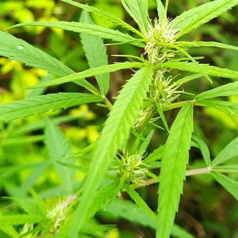 Marijuana #1 growlog timeline photo