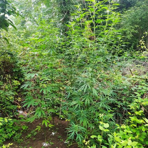 Marijuana #1 growlog timeline photo