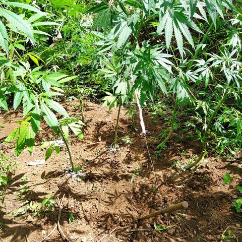 Marijuana #1 growlog timeline photo