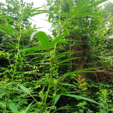 Marijuana #1 growlog timeline photo