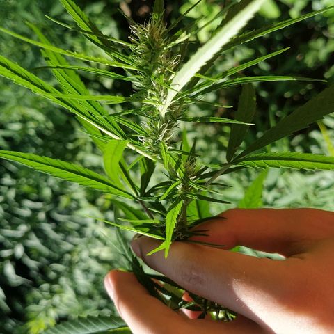Marijuana #1 growlog timeline photo