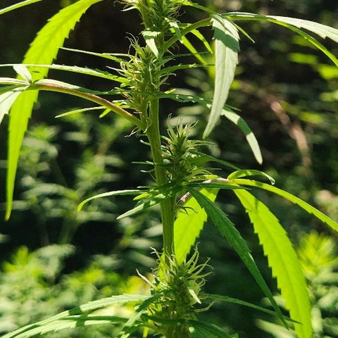 Marijuana #1 growlog timeline photo