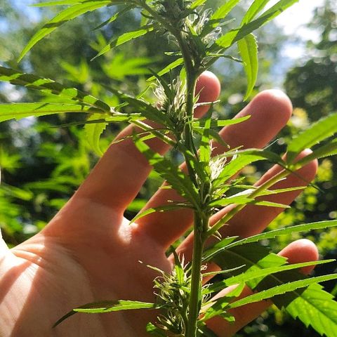 Marijuana #1 growlog timeline photo