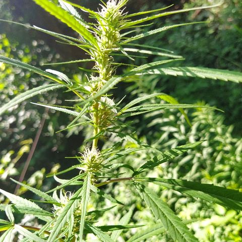 Marijuana #1 growlog timeline photo