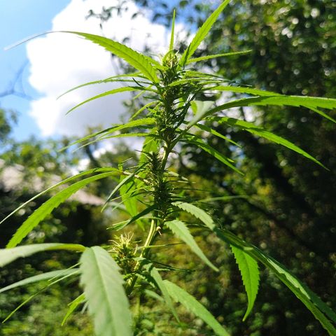 Marijuana #1 growlog timeline photo