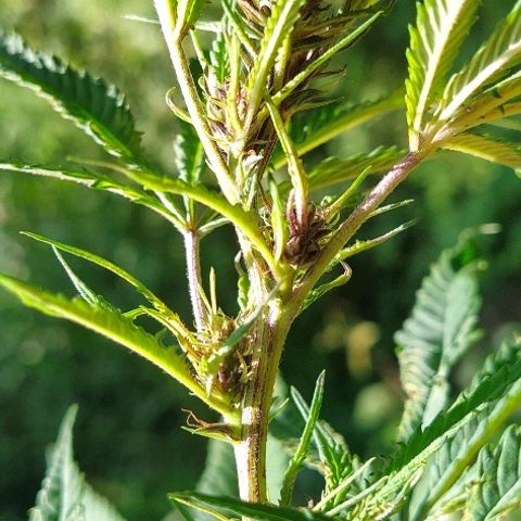 Marijuana #1 growlog timeline photo