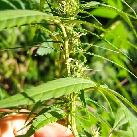Marijuana #1 growlog timeline photo