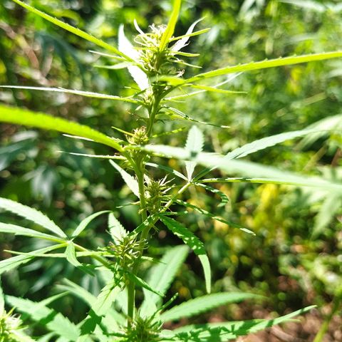 Marijuana #1 growlog timeline photo