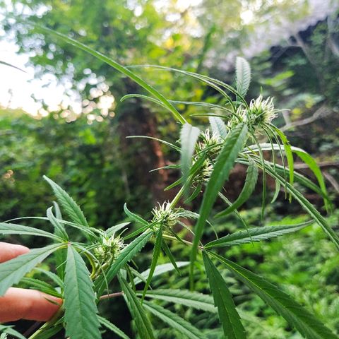 Marijuana #1 growlog timeline photo