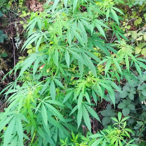 Marijuana #1 growlog timeline photo