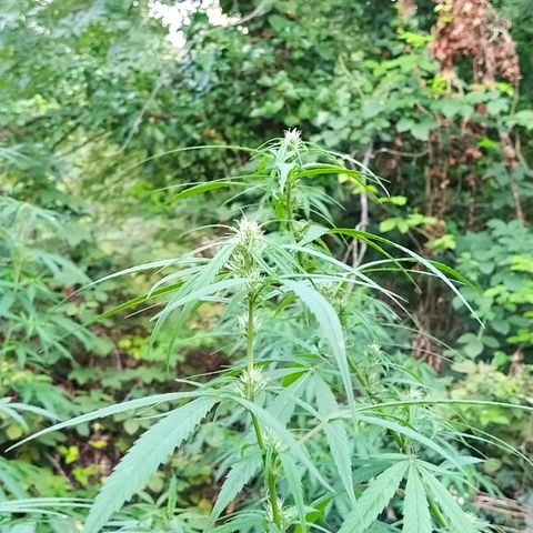 Marijuana #1 growlog timeline photo