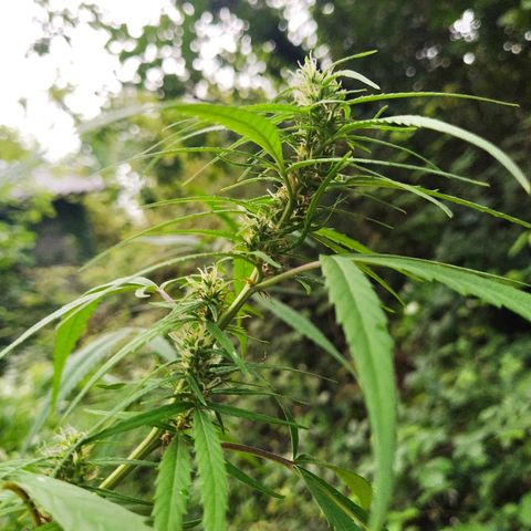 Marijuana #1 growlog timeline photo