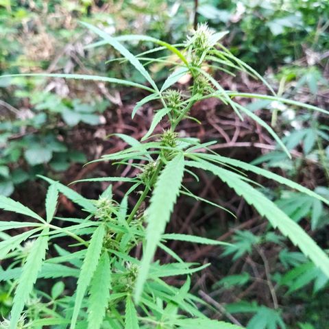 Marijuana #1 growlog timeline photo