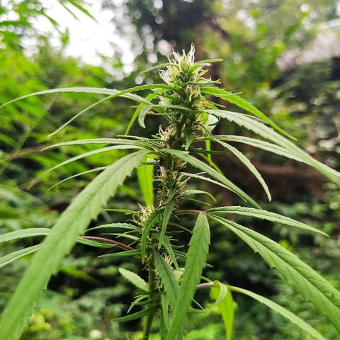 Marijuana #1 growlog timeline photo