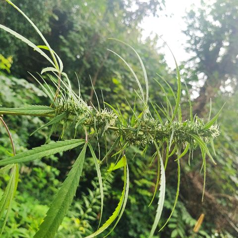 Marijuana #1 growlog timeline photo