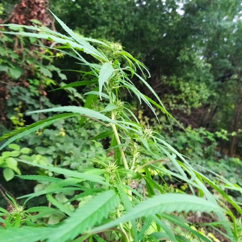 Marijuana #1 growlog timeline photo