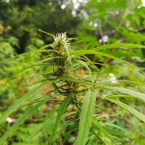 Marijuana #1 growlog timeline photo