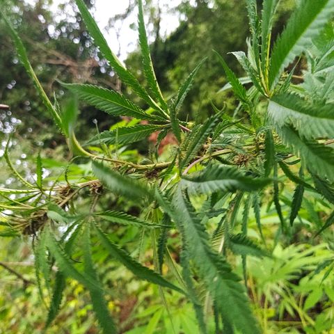 Marijuana #1 growlog timeline photo