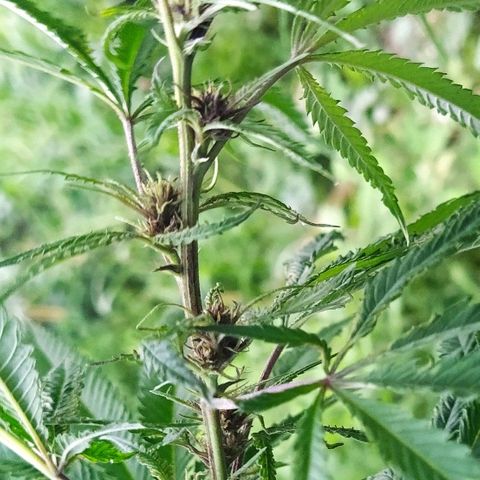 Marijuana #1 growlog timeline photo